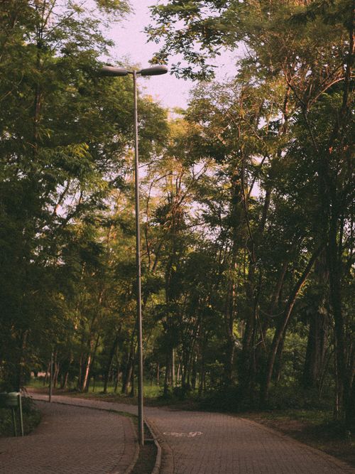 Free Serene park pathway lined with trees and street lamp at sunset, offering a peaceful outdoor escape. Stock Photo