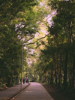 A tranquil park path lined with lush trees, ideal for a peaceful walk or jog.