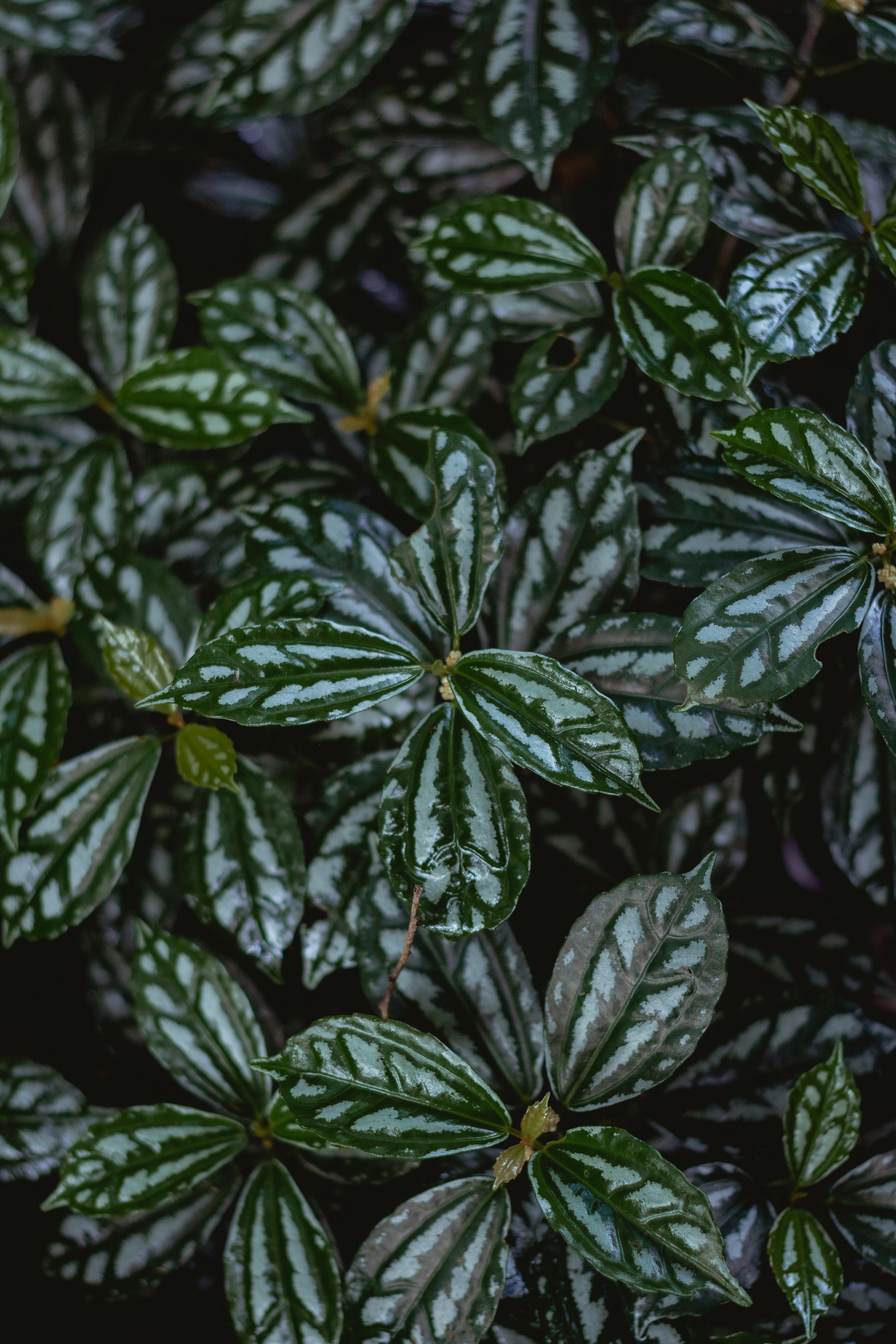 Detailed shot of vibrant green leaves with rich textures and glossy sheen.