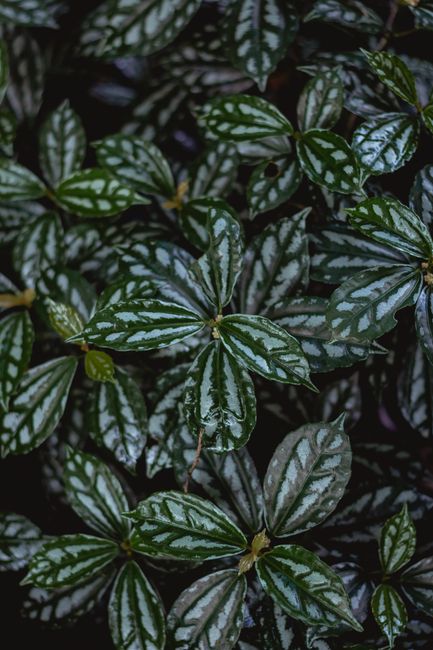 Fotomural Toma detallada de hojas verdes vibrantes con texturas ricas y acabado brillante.