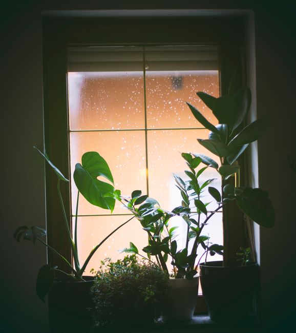 Aesthetic indoor plants by a rainy window create a cozy, natural atmosphere.