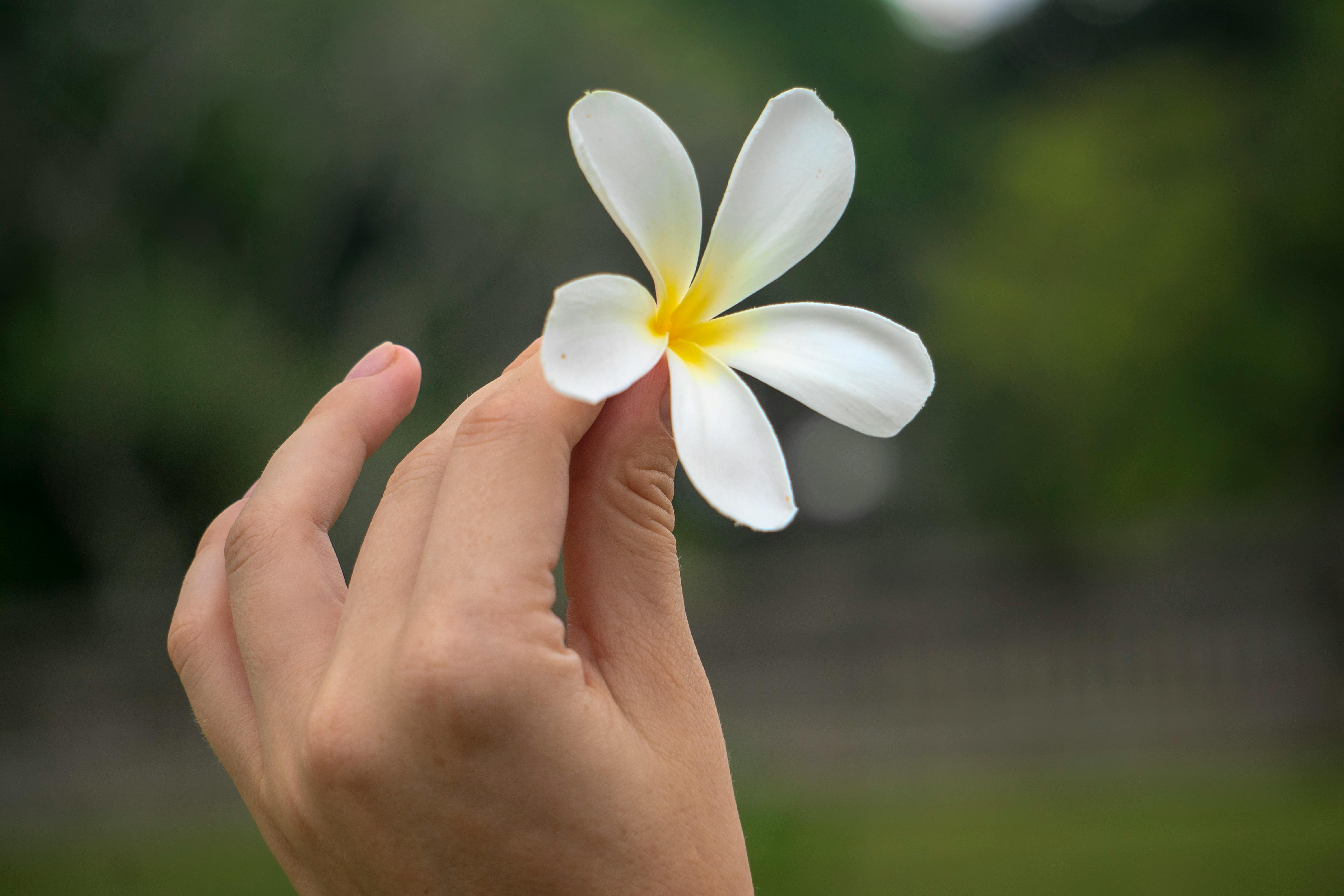 Free stock photo of asia, beautiful flower, beautiful flowers