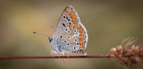 무료 회색과 주황색 나비의 얕은 초점 사진 스톡 사진