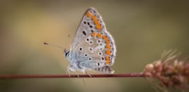 一张宏观照片捕捉到了多眼蝶停在户外细长树枝上的瞬间