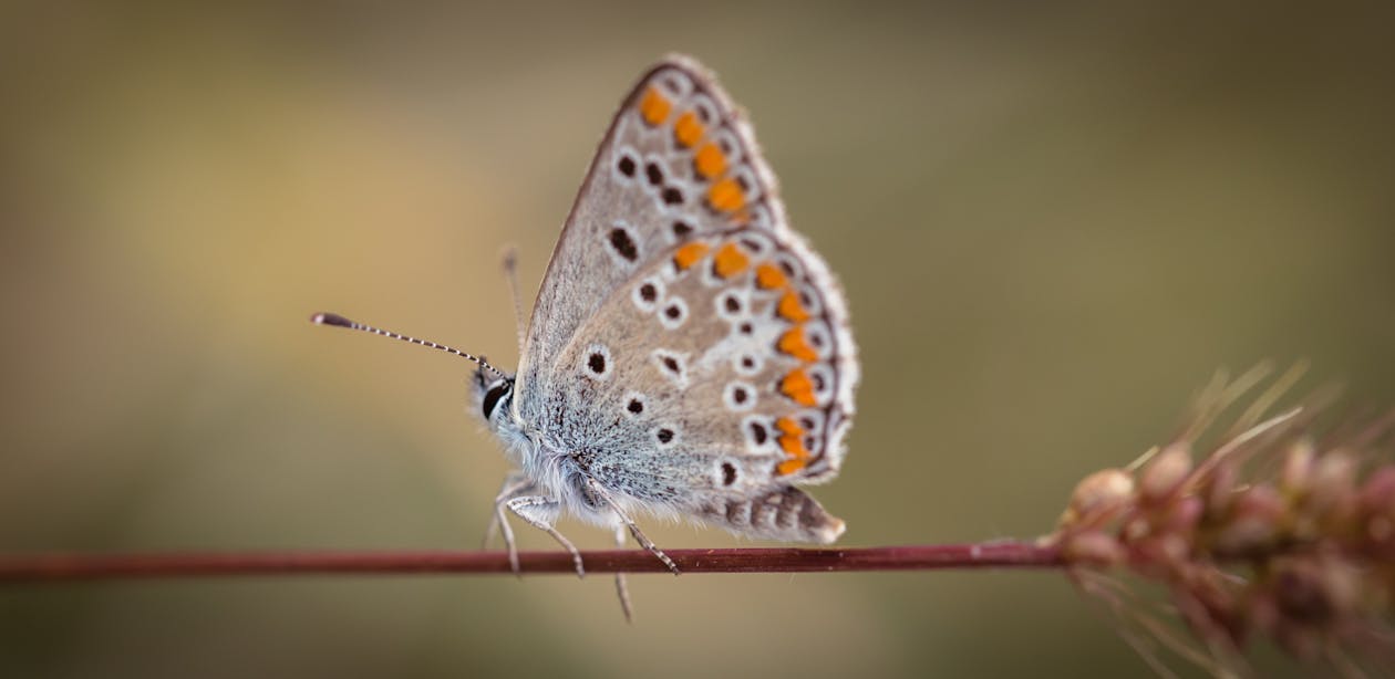 灰色とオレンジ色の蝶の浅い焦点写真