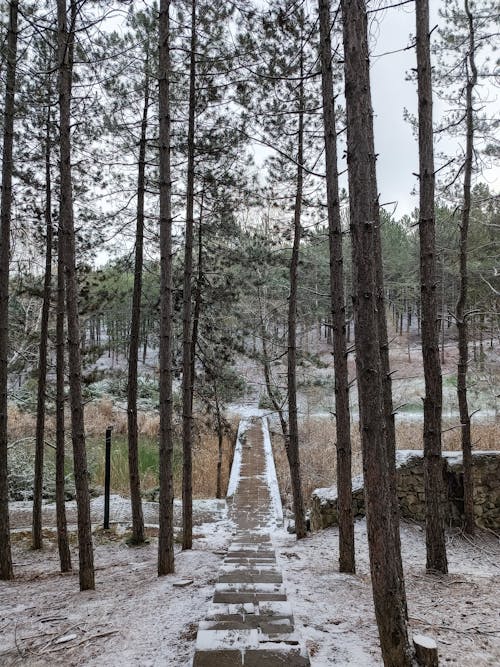 Foto d'estoc gratuïta de arbres, bosc, camí