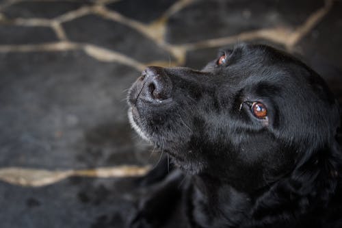 無料 茶色の目を持つ黒い犬 写真素材