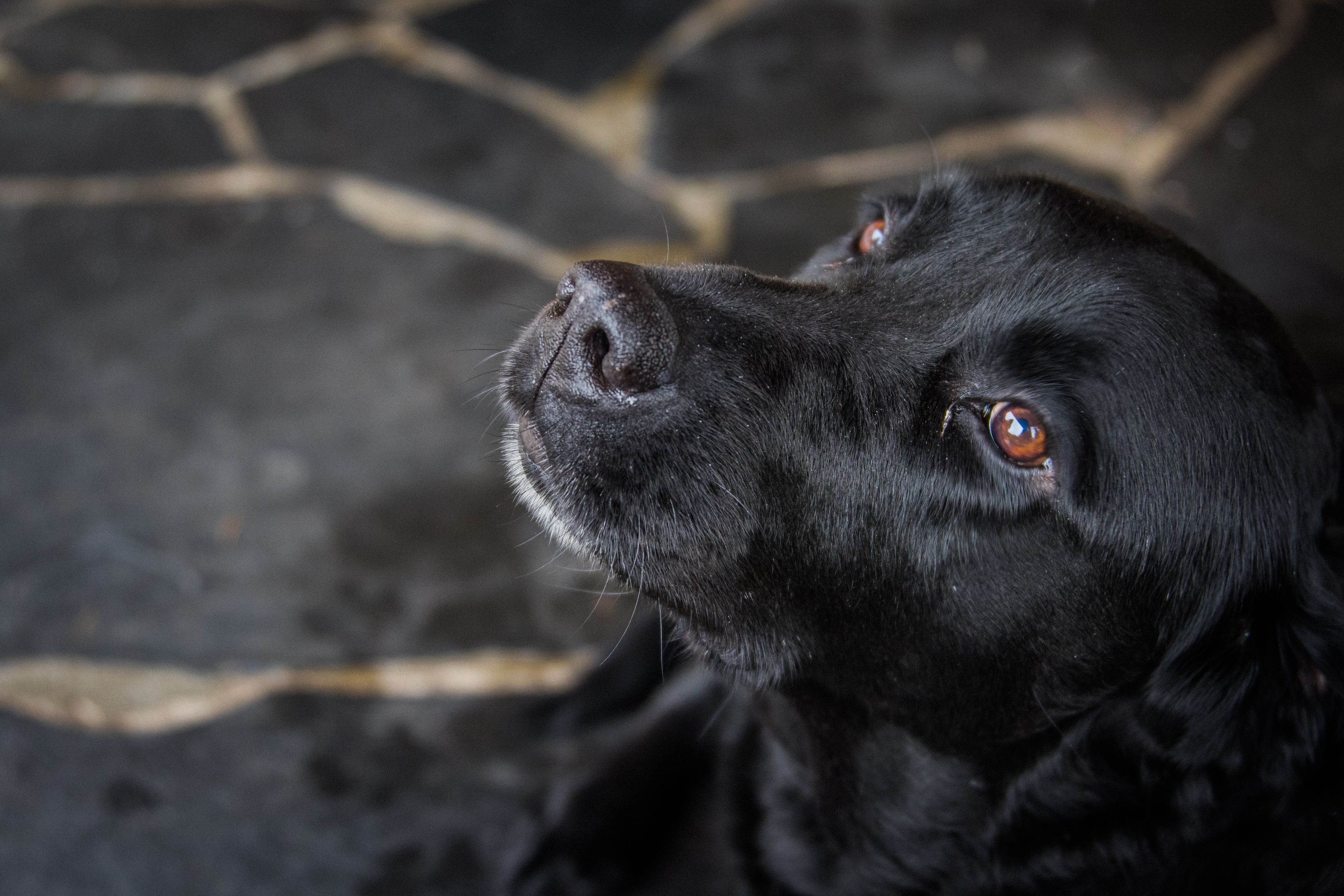 チャウチャウ 青い舌を持つ凛々しい「獅子犬」