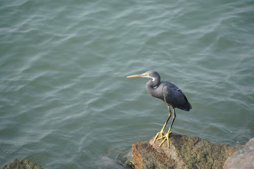 Kostenloses Stock Foto zu fels, hocken, meer