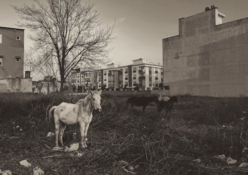 Gratis stockfoto met beesten, boom, gebouwen