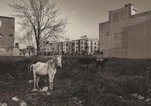 Fotobanka s bezplatnými fotkami na tému cicavec, dobytok, domov