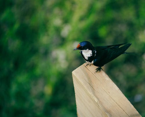 Darmowe zdjęcie z galerii z fotografia przyrodnicza, fotografia zwierzęcia, łyk