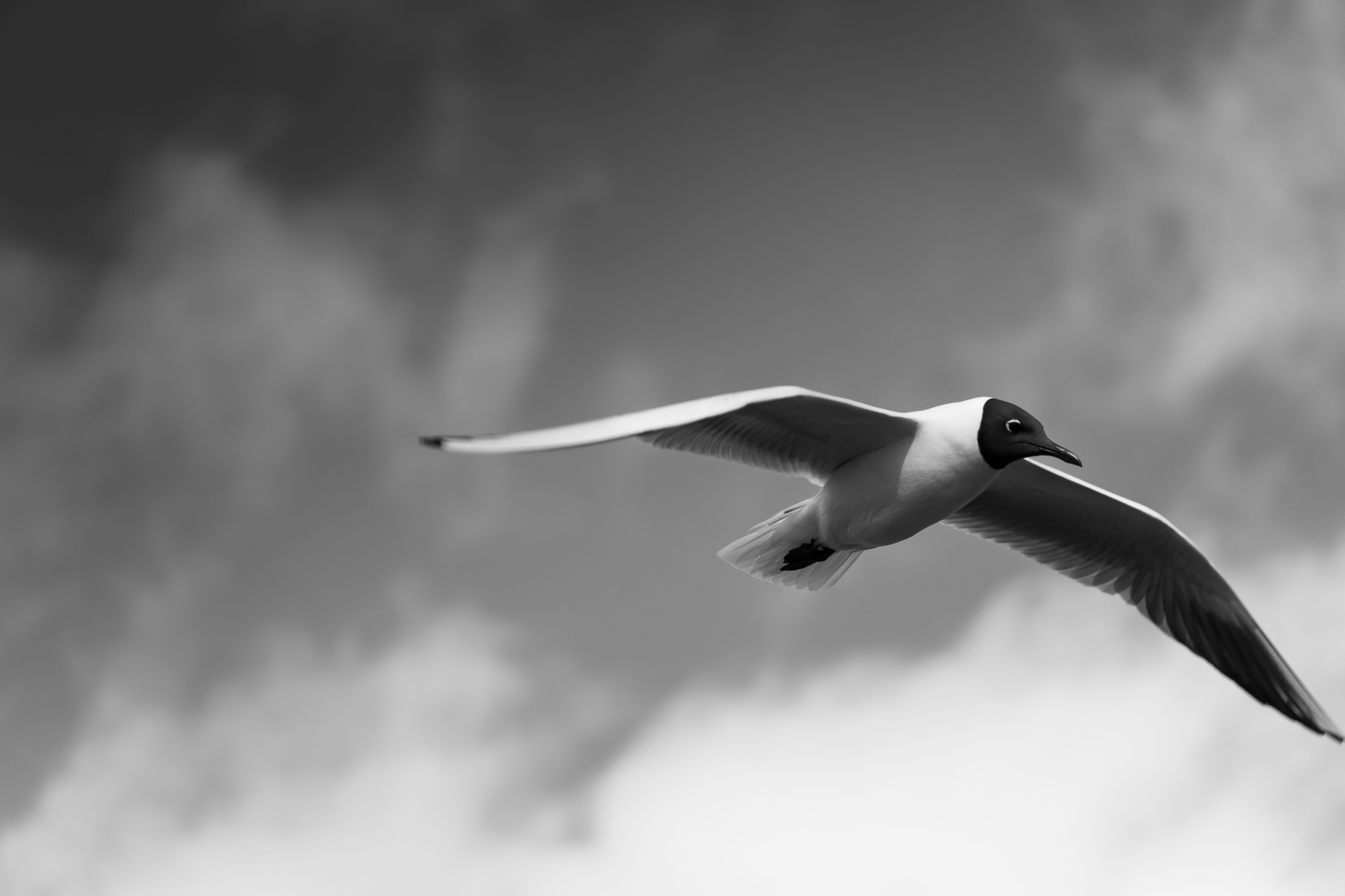 Black and White Photo of a Flying Seagull · Free Stock Photo