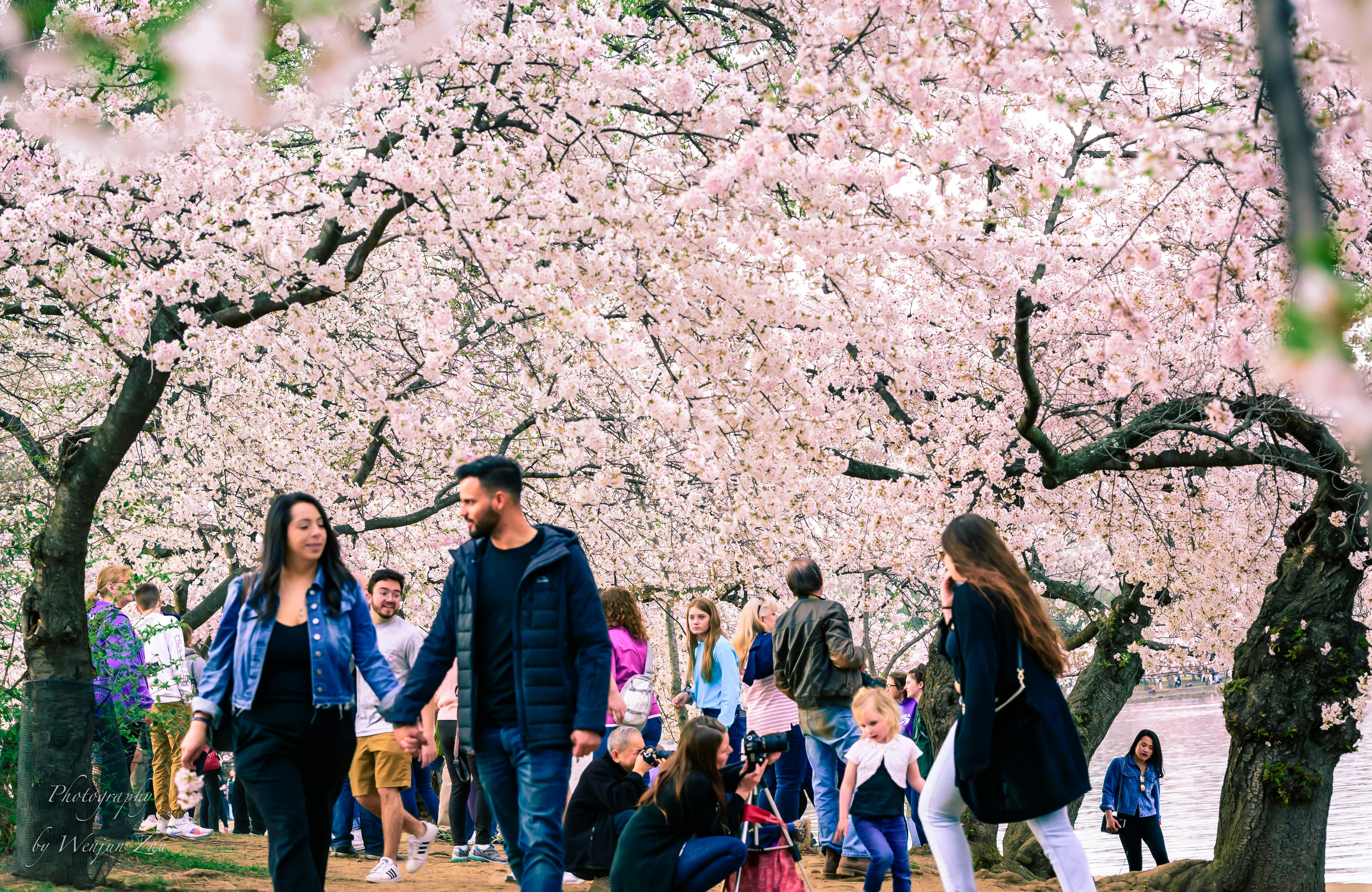 Free stock photo of cherry blossoms, color image, colorful