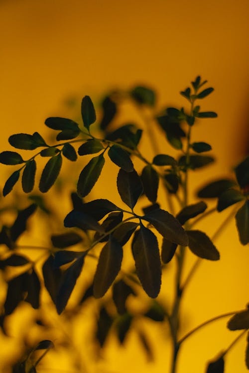 Green Leafed Plant