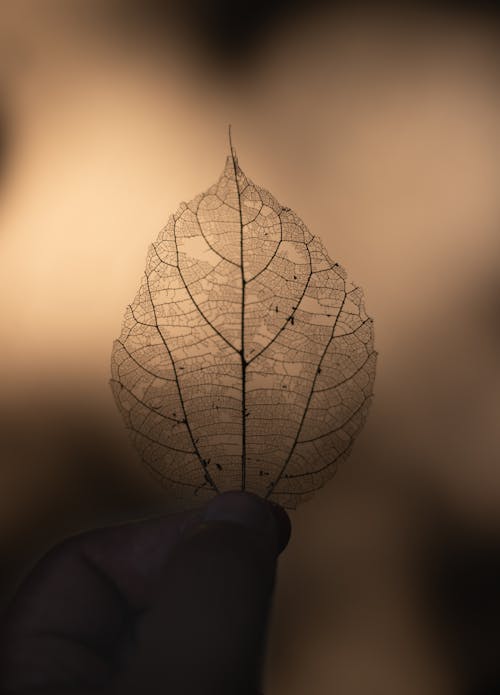 Dry Leaf On Focus Photography