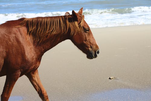 Free stock photo of animal, beach, free images