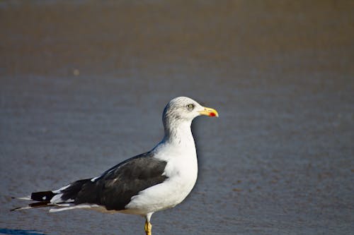 Free stock photo of animal, beach, happiness