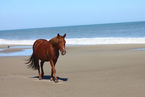 Free stock photo of animal, beach, happiness