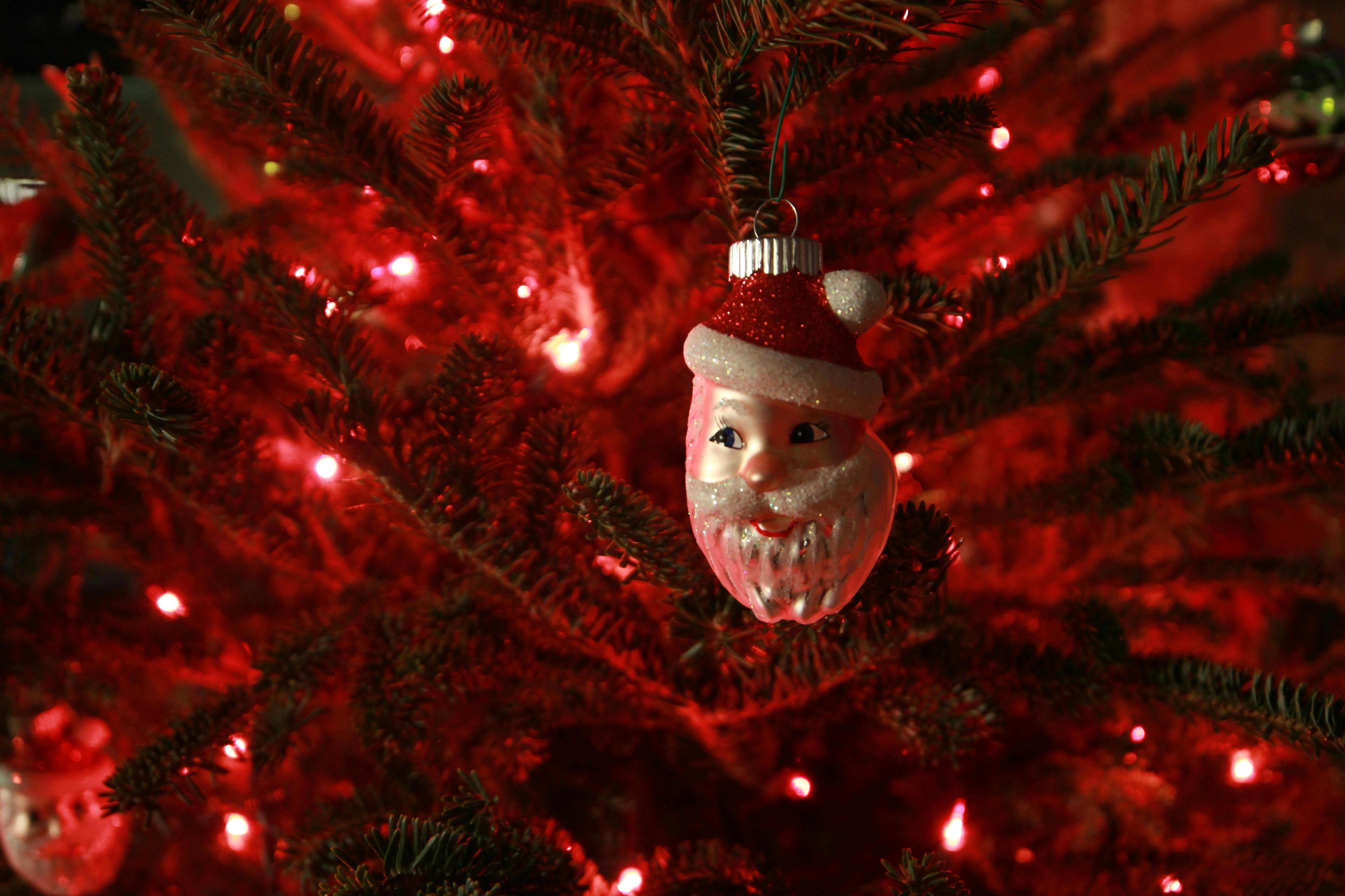 Free stock photo of christmas, christmas tree, fir