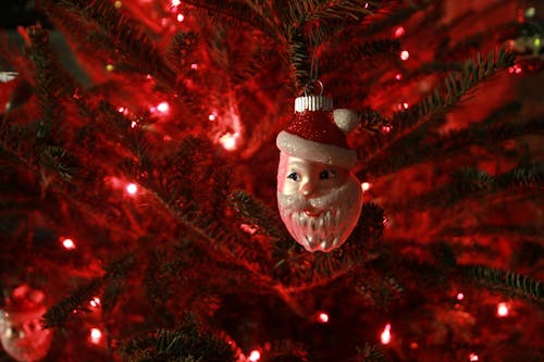 Free stock photo of christmas, christmas tree, fir Stock Photo