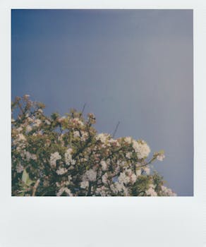 一张复古宝丽来照片中，一棵盛开的树映衬着晴朗的蓝天