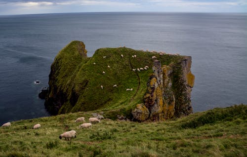 Herd Of Sheep Grazing In Grassland