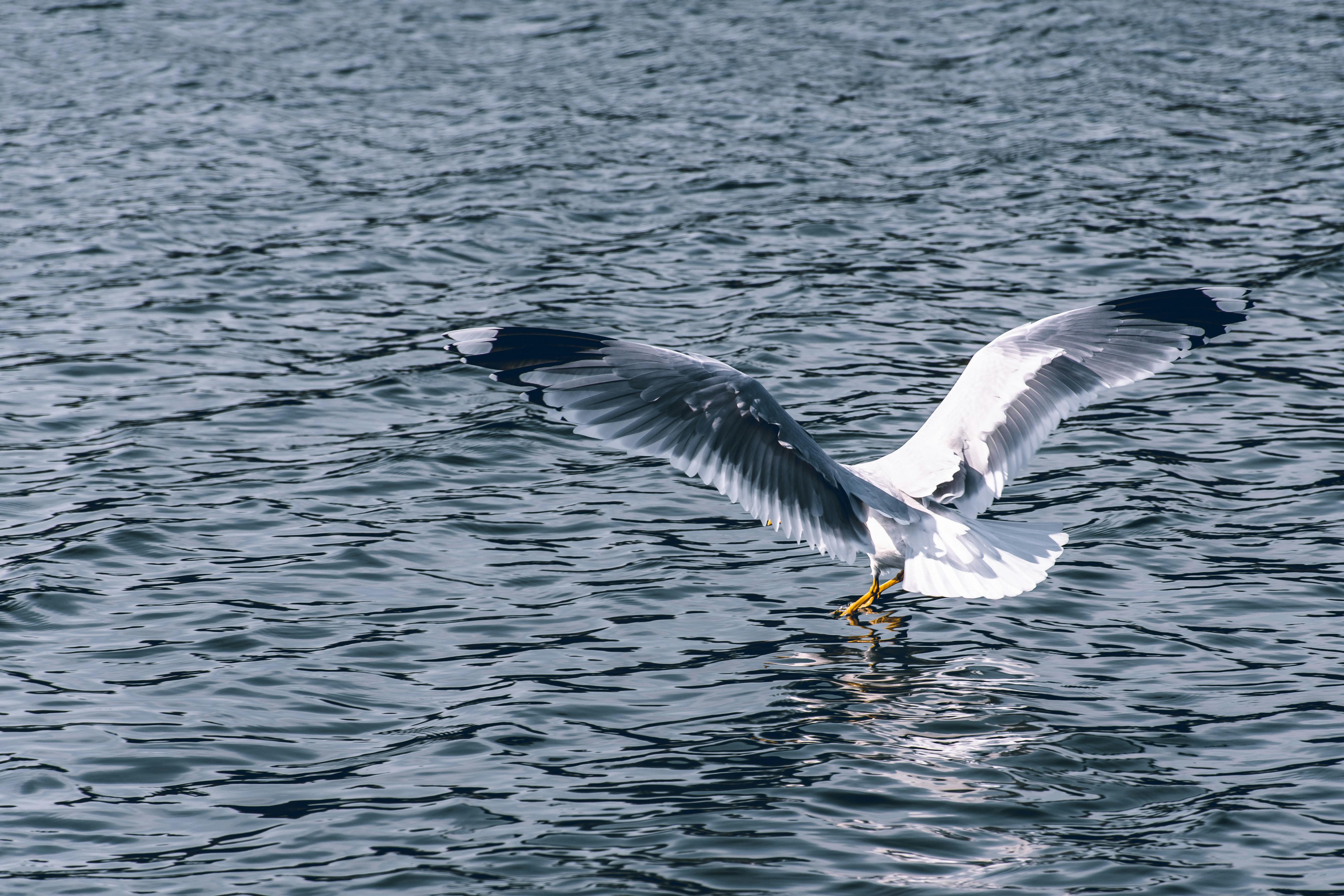 Foto Stok Gratis Tentang Burung Camar Laut Baltik