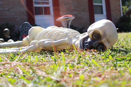 Free stock photo of halloween, holiday, skeleton Stock Photo