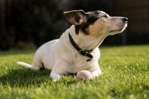 Free A relaxed Jack Russell Terrier lies on green grass, enjoying the sunny outdoor environment. Stock Photo