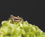 一张充满活力的绿色花瓣上跳跃的蜘蛛特写宏观照片