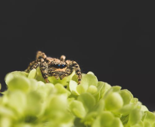 Free Close-up macro photograph of a jumping spider on vibrant green flower petals. Stock Photo