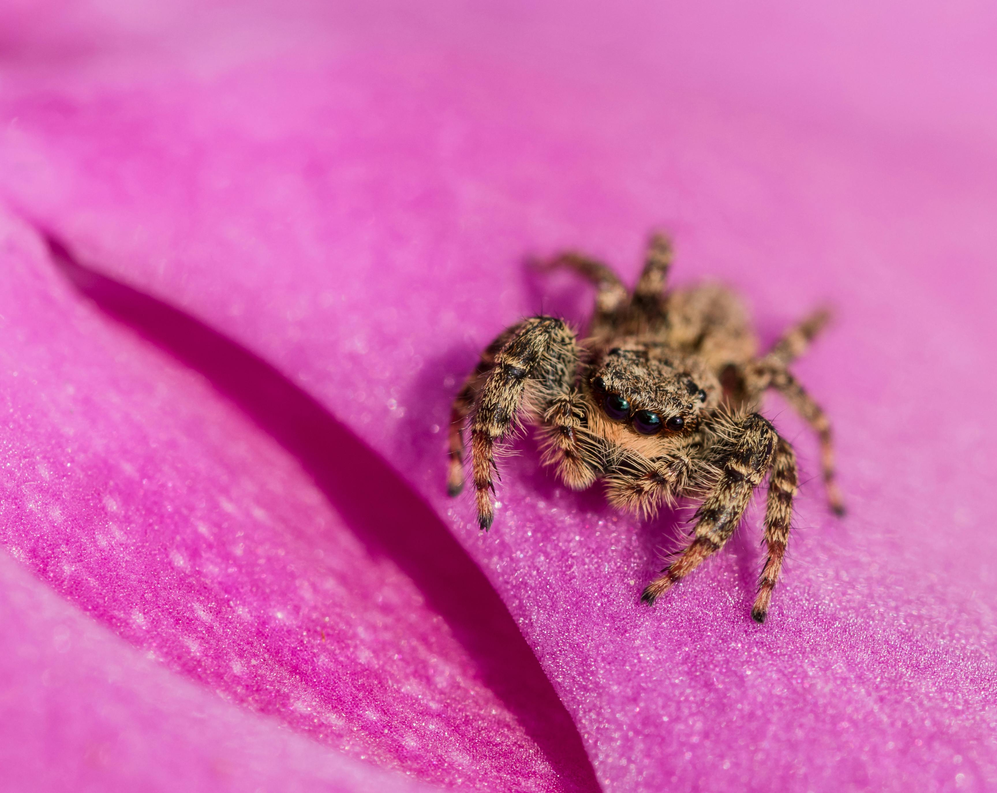 Small Brown Spider Free Stock Photo   Pexels Photo 2115608 