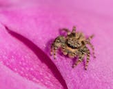 一张特写图捕捉了一只跳跃的蜘蛛在充满活力的粉红色花瓣上探索