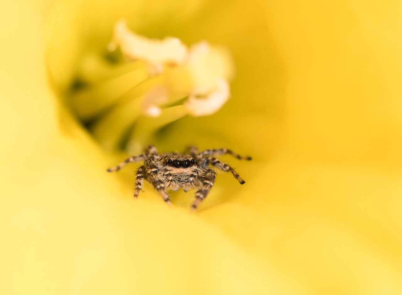 close up of a jumping spider in the heart of a yellow flower showcasin