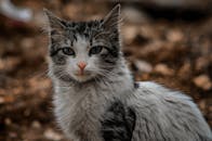 叙利亚阿克拉巴特一只家猫的特写肖像，眼睛十分迷人