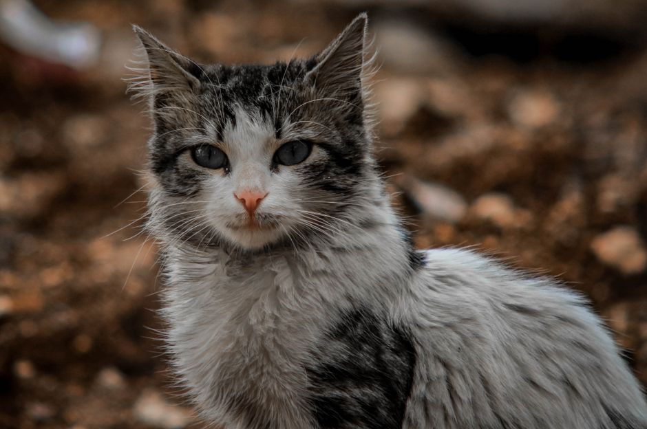 Close-up portrait of a domestic cat with captivating eyes in Aaqrabâte, Syria.