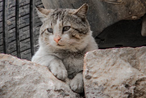 White and Black Cat on Rock