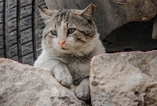 一只家猫的特写镜头定格在汽车轮胎旁的岩石上
