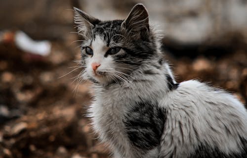 無料 白い子猫の焦点写真 写真素材