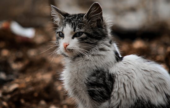 一只灰白色的家猫在户外拍摄的肖像，重点突出了它的脸和皮毛