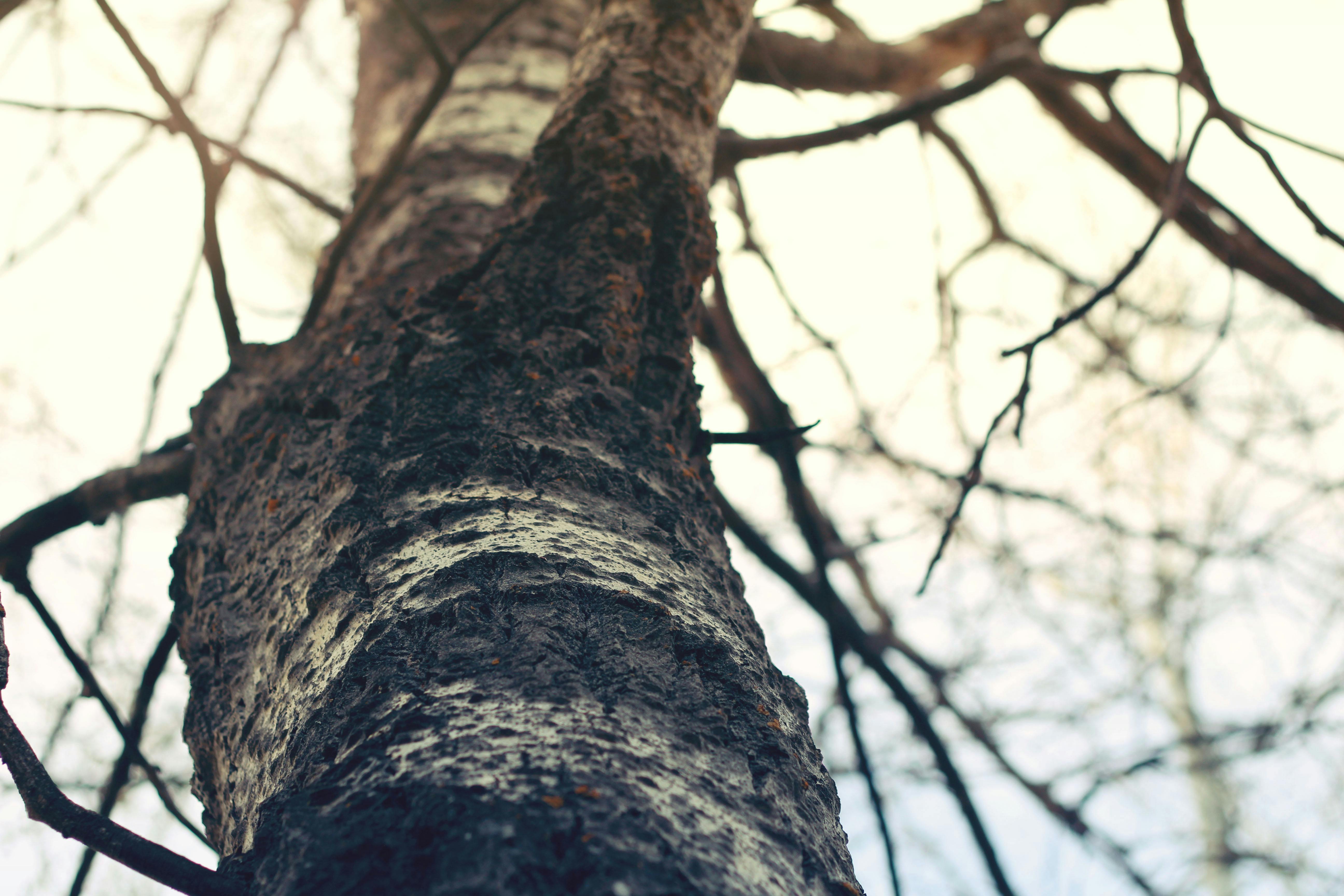 Free stock photo of dead tree