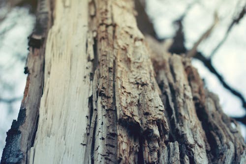 çıplak Ağacın Yakın çekim Fotoğrafçılığı