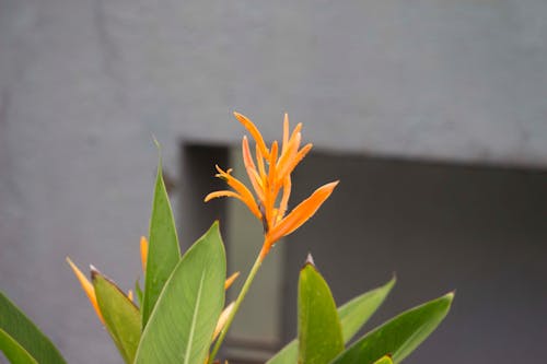 Free stock photo of orange flower