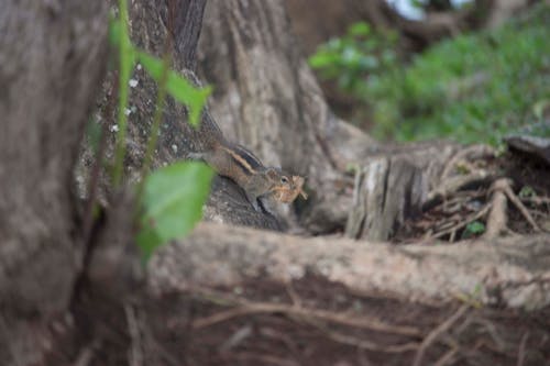 Free stock photo of gray squirrel