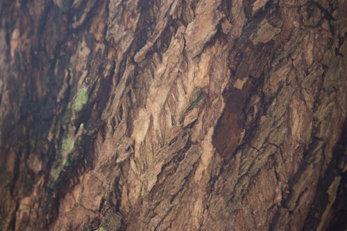 Foto d'estoc gratuïta de a l'aire lliure, bagul, escorça