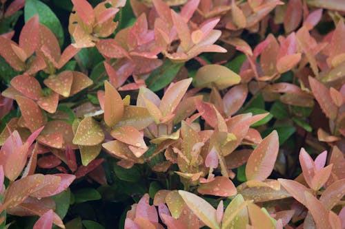 Pink and Brown Plant With Rain Drops