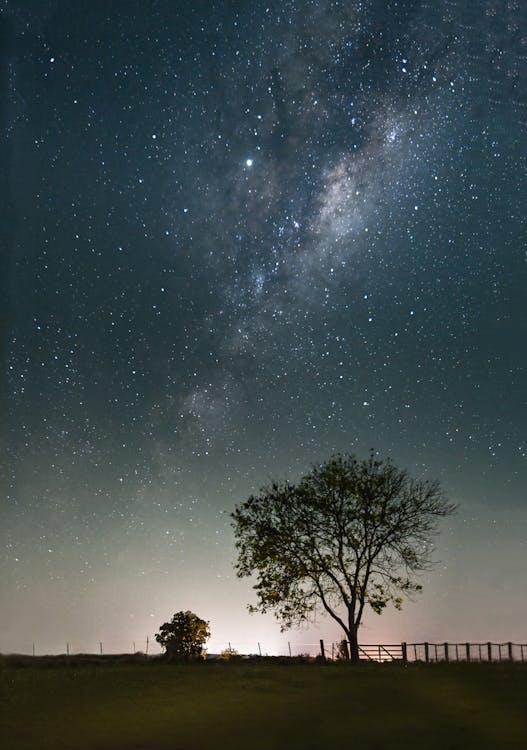 Tree On A Grass Field Under A Starry Sky
