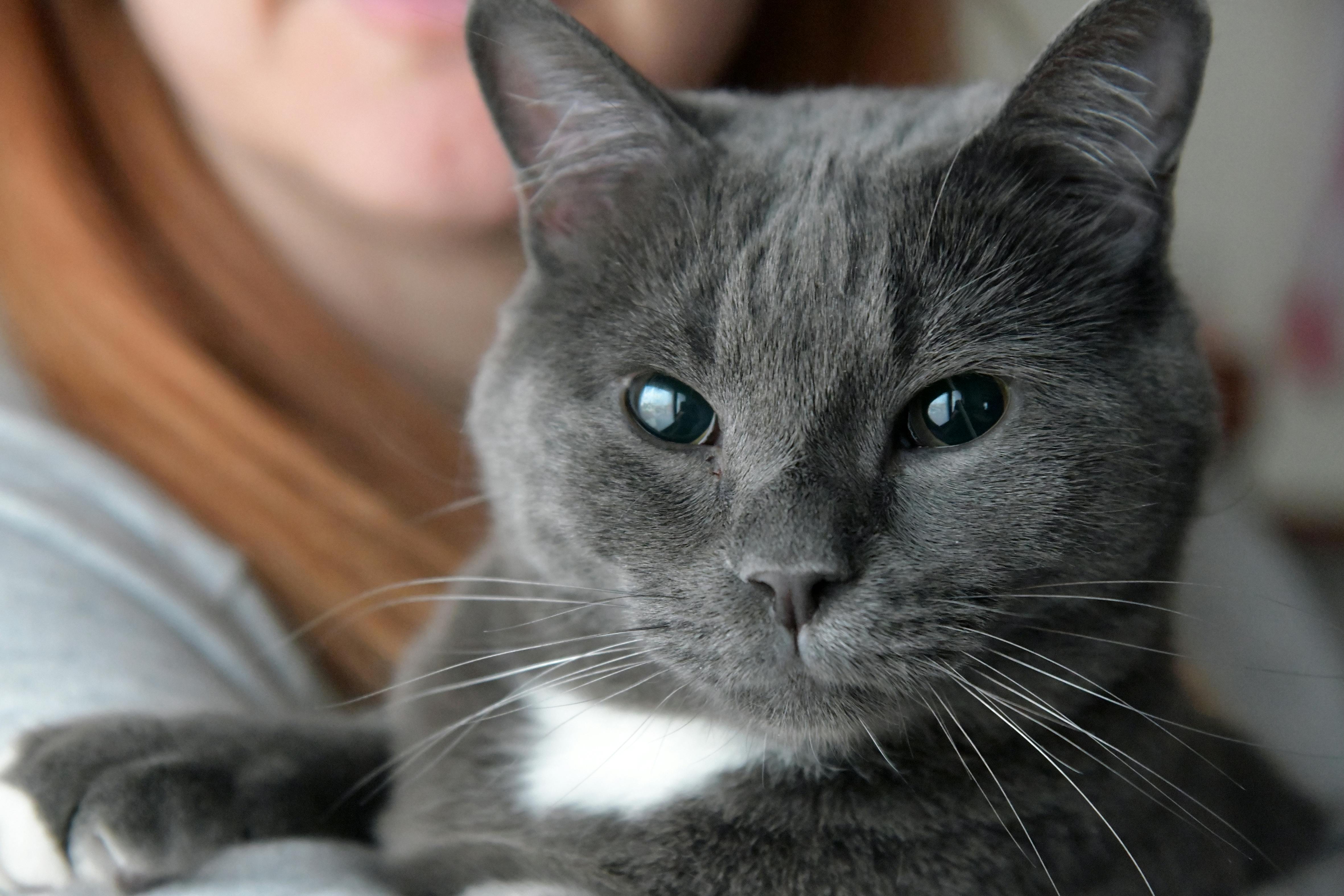 Free stock photo of beautiful eyes, grey cat