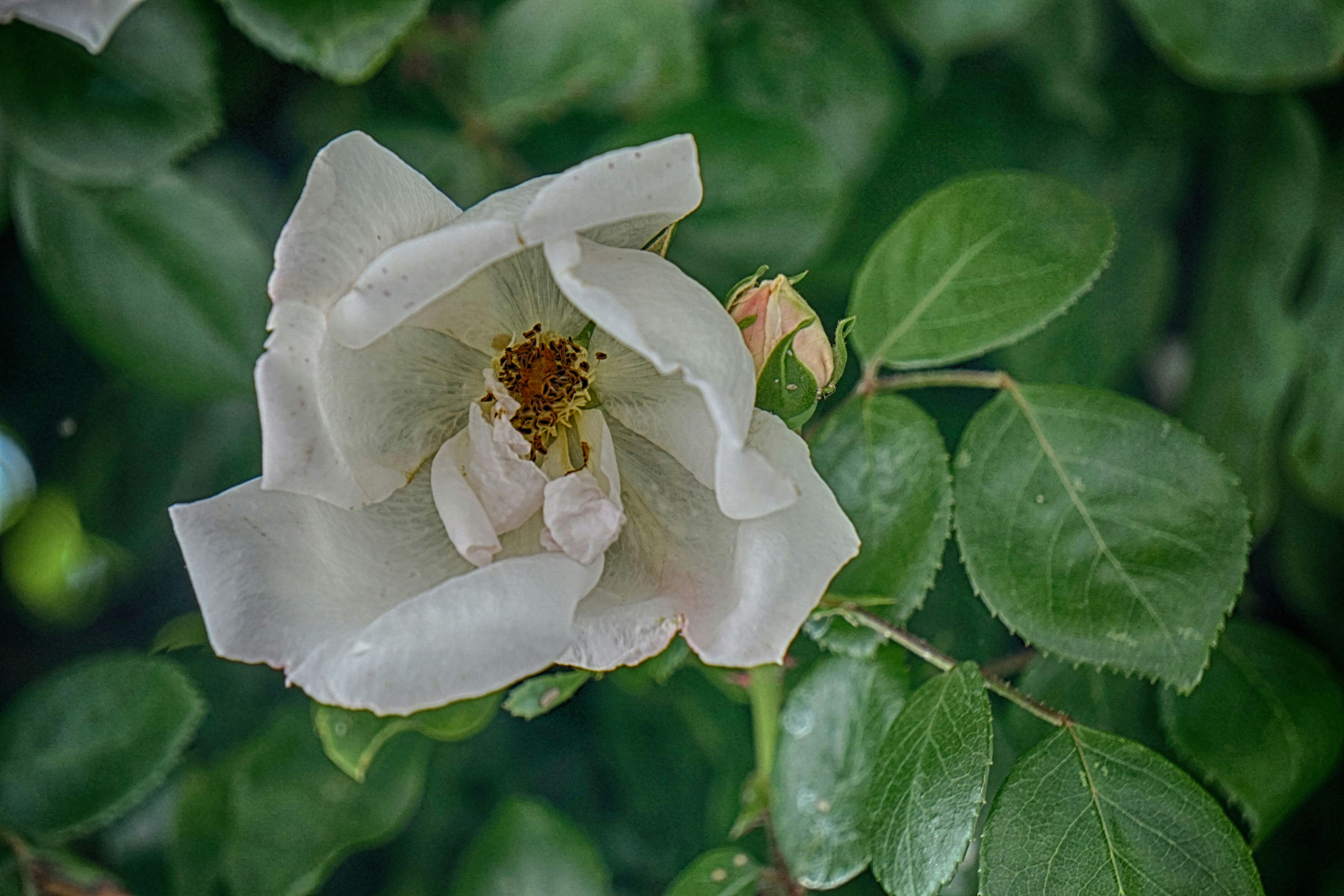 Free Stock Photo Of Botanique Fleur Blanche Flore